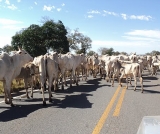 Dono de animal e o Estado pagam indenização por acidente na estrada