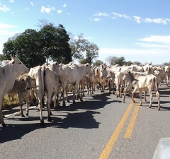 Dono de animal e o Estado pagam indenização por acidente na estrada