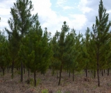 TRF4 anula multa do CREA contra cultivador de pinheiro