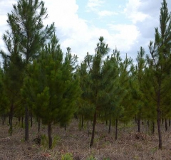 TRF4 anula multa do CREA contra cultivador de pinheiro