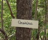 Proprietário rural em MS é condenado por uso ilegal de madeira de preservação