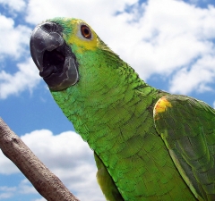 Idosa ganha guarda de papagaio que convive com ela há mais de 40 anos