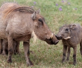 Agricultor que criava javalis é condenado a prestar serviços ambientais