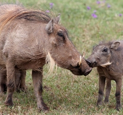 Agricultor que criava javalis é condenado a prestar serviços ambientais