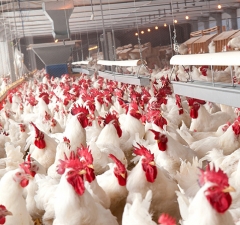 Trabalhadora rural do setor de avicultura tem direito a aposentadoria especial