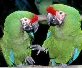 Comercialização de animais silvestres é possível com autorização do Ibama