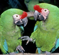 Comercialização de animais silvestres é possível com autorização do Ibama