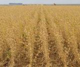 Justiça rejeita tentativa de municípios de barrar estudos de demarcação de terras