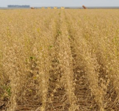 Justiça rejeita tentativa de municípios de barrar estudos de demarcação de terras