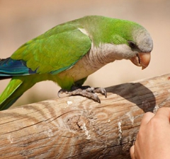 Ibama indenizará dono de aves que morreram em criadouro federal