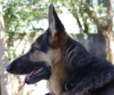 Animal não é coisa e bichos devem ser tratados como seres com sentimentos