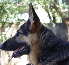 Animal não é coisa e bichos devem ser tratados como seres com sentimentos