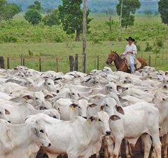 Quem vive em cidade e possui múltiplos bens não tem direito a aposentadoria rural