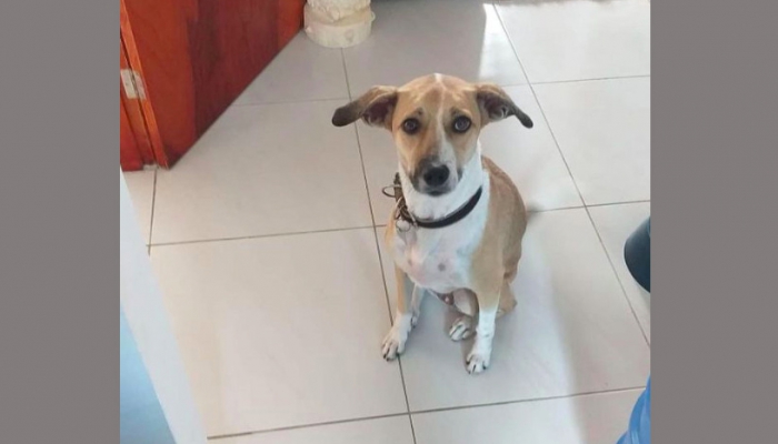 Justiça manda aeroporto custear tratamento veterinário da Pandora