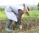 Prova testemunhal é válida para concessão de aposentadoria rural