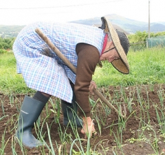 Prova testemunhal é válida para concessão de aposentadoria rural